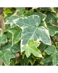 Hedera helix Goldchild 